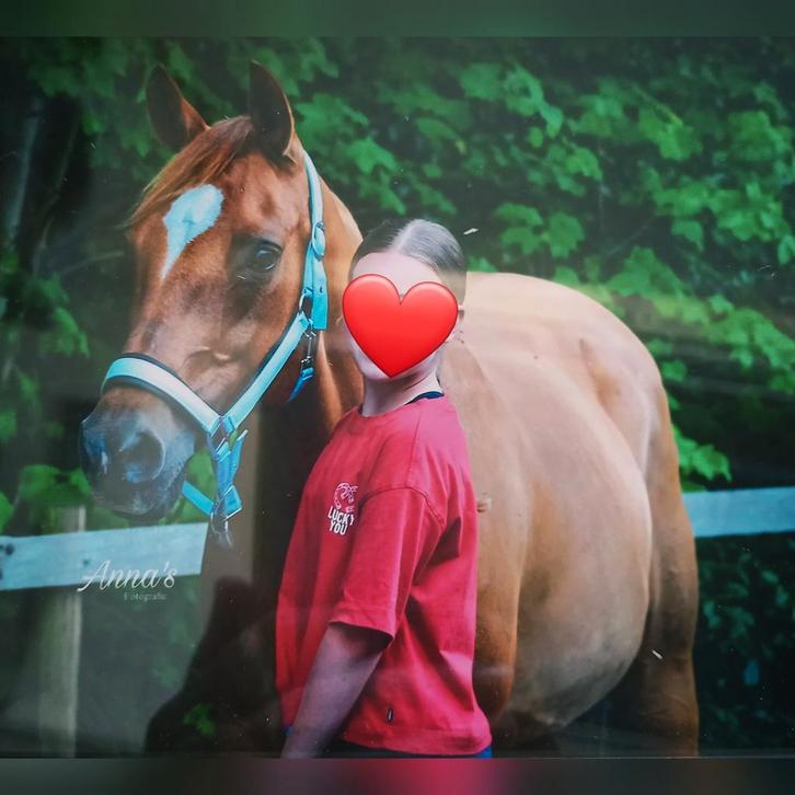 Verzorgster aangeboden/Verzorgpony gezocht, Dieren en Toebehoren, Paarden en Pony's | Verzorgingsproducten, Nieuw, Ophalen of Verzenden