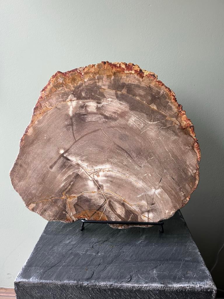Versteend hout, Ophalen of Verzenden, Fossiel