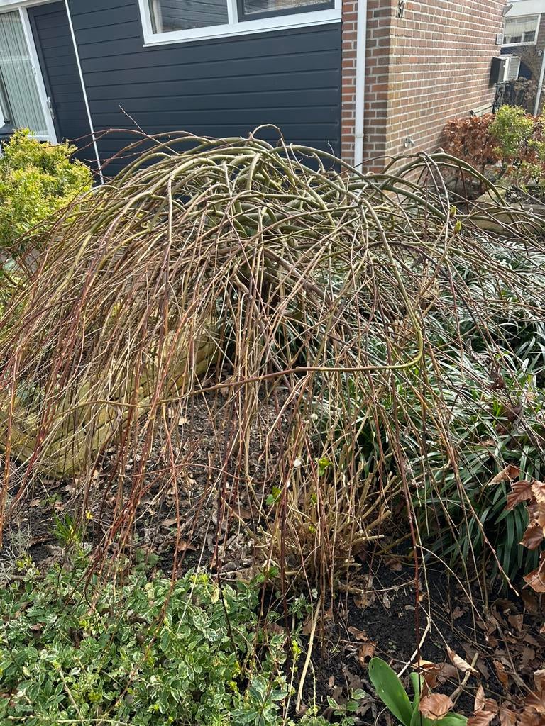 Bos wilg, ongeveer 130cm hoog, Tuin en Terras, Planten | Bomen, Ophalen, Bloeit niet, Volle zon, Overige soorten