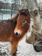 Exmoor veulen te koop, Dieren en Toebehoren, Pony's, Niet van toepassing, 0 tot 2 jaar, Hengst, C pony (1.27m tot 1.37m)