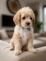 Maltipoo pups Maltezer x toy poedel, Overige rassen, 8 tot 15 weken, Parvo, Meerdere