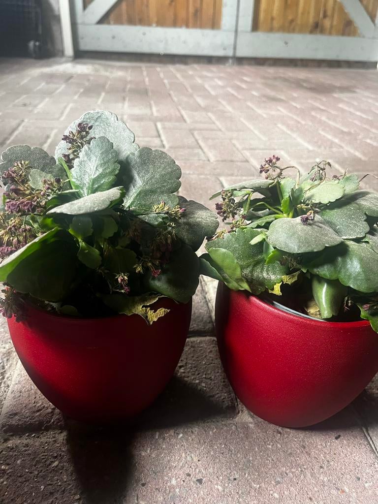 Plantjes in rode bloempotten, Ophalen, Kunststof, Gebruikt, Rond