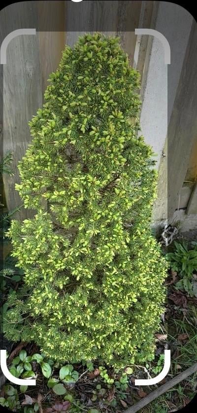 Witte spar, Volle zon, Vaste plant, Bloeit niet, Ophalen