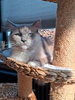 Super lieve, sociale ragdoll poes met stamboom, Poes, Met stamboom, 3 tot 5 jaar