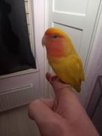 Goed forever home gezocht voor Agapornis roseicolli pop, Vrouwelijk, Dwergpapegaai of Agapornis