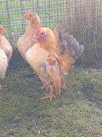 Ayam Serama haantjes, Mannelijk, Kip