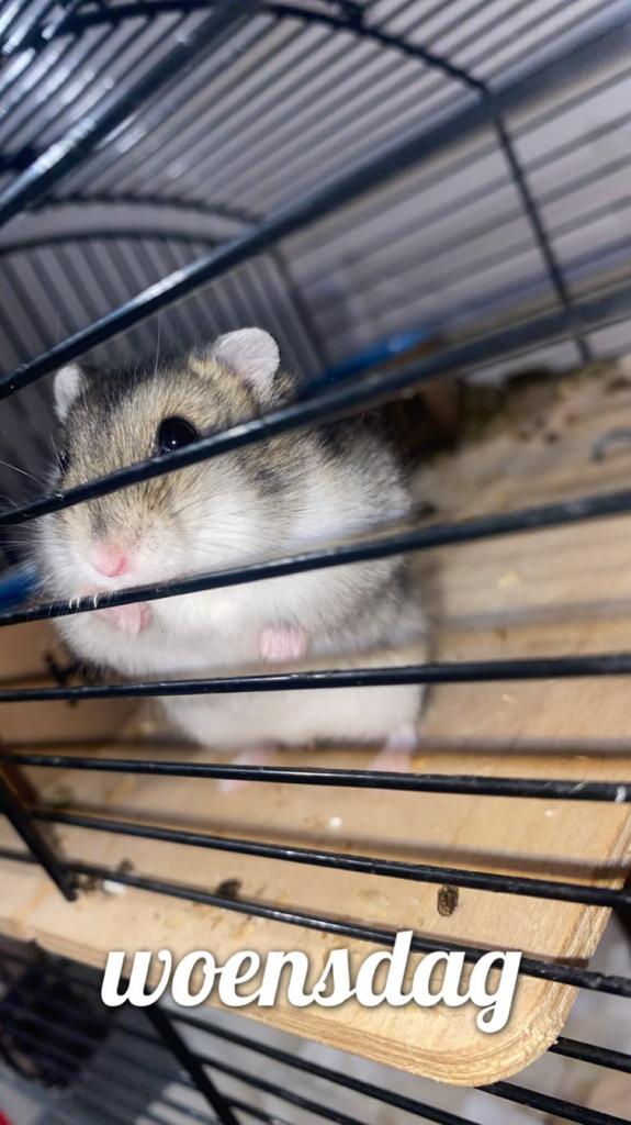 Hamster, Dieren en Toebehoren, Knaagdieren, Hamster, Mannelijk, December, Tam