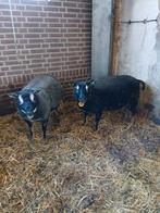 Dassenkop schapen, Dieren en Toebehoren, Schapen, Geiten en Varkens, Meerdere dieren, Schaap