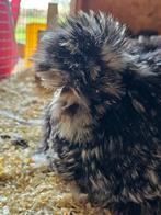 Broedeieren usa zijdehoen en kuikens, Dieren en Toebehoren, Pluimvee, Geslacht onbekend, Kip