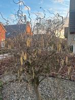Paastakken (krulhazelaar) voor decoratie, Volle zon, Eenjarig, Winter, Ophalen