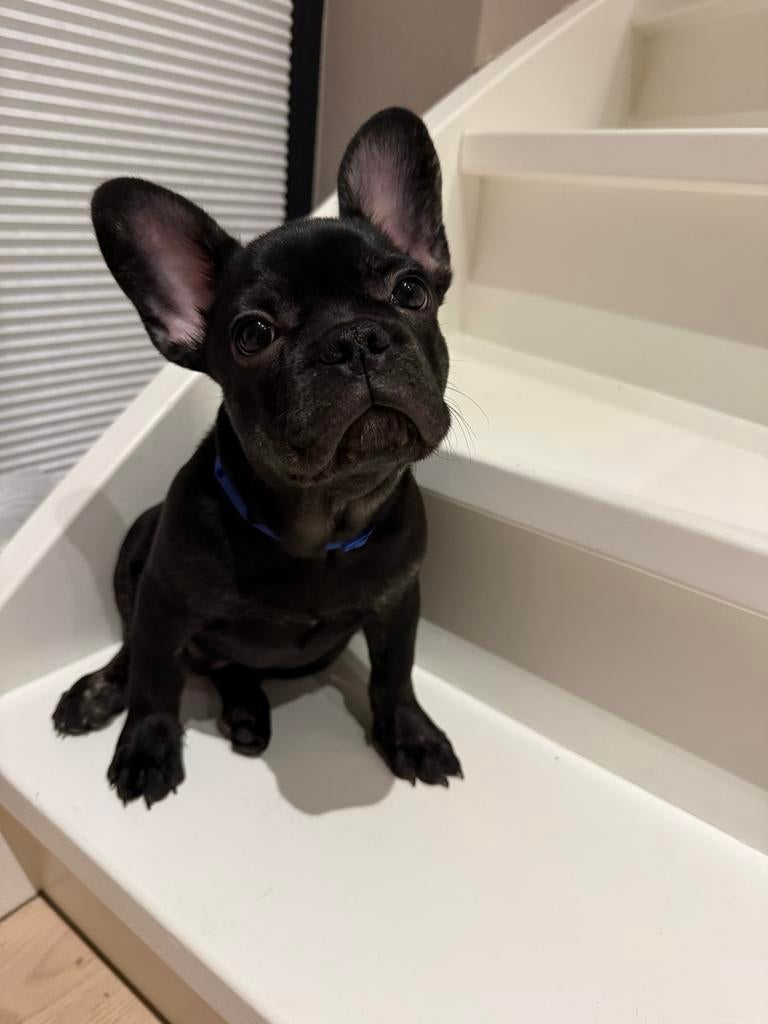 Franse bulldog pup, Dieren en Toebehoren, 15 weken tot 1 jaar, Reu, Parvo, Bulldog