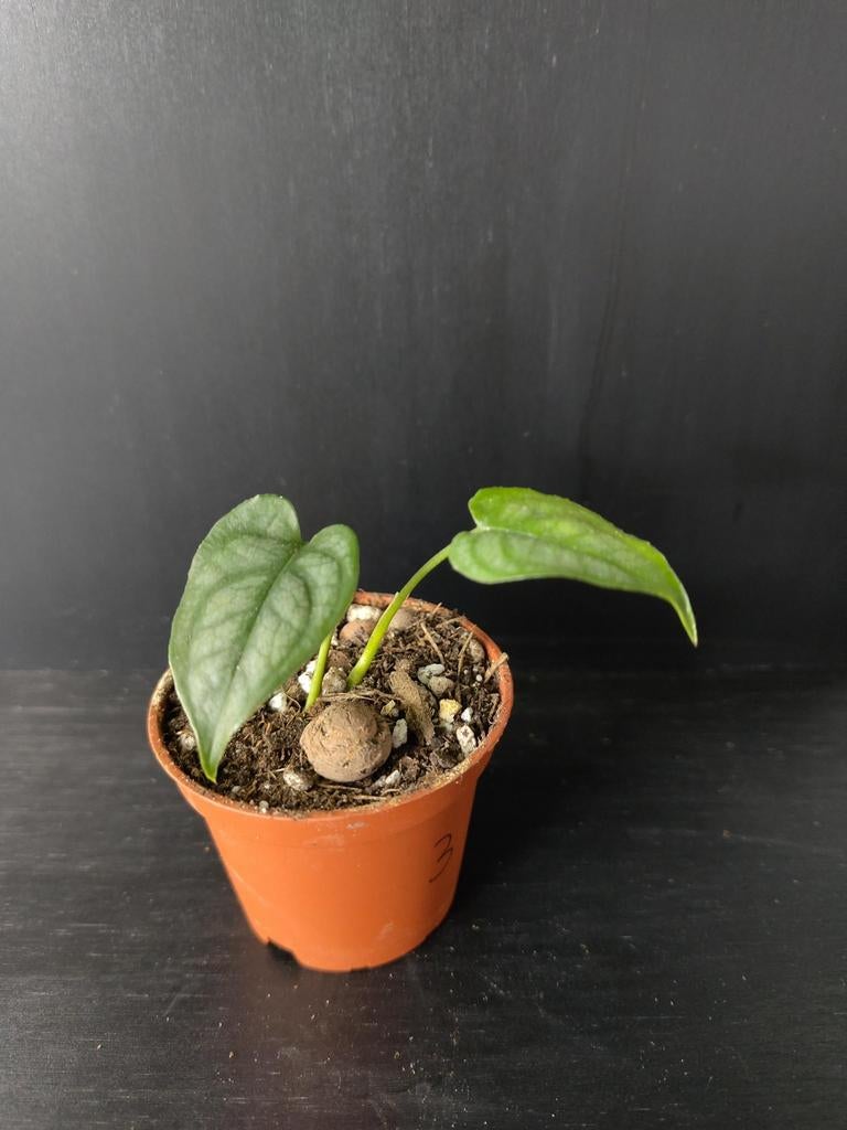 Monstera Siltepecana stekje 3, Ophalen, Halfschaduw, Minder dan 100 cm
