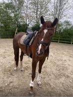 Lieve, knappe dressuur merrie., Merrie, Dressuurpaard, 170 tot 175 cm, 7 tot 10 jaar