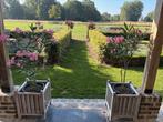 Oleander, Ophalen, Groenteplanten, Volle zon