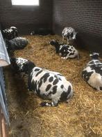 Schapenwol, Hobby en Vrije tijd, Ophalen of Verzenden, Spinnewiel