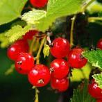 Aalbessenstruiken (rood en wit), Tuin en Terras, Planten | Tuinplanten, Ophalen, Volle zon, Vaste plant, Fruitplanten