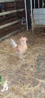 Hollandse baardkuif haan gladveer, Dieren en Toebehoren, Mannelijk, Kip