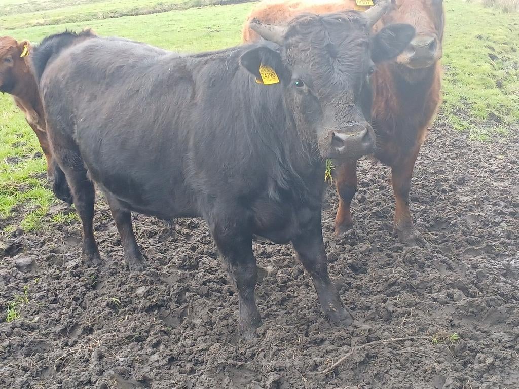 Dexter stier., Ophalen of Verzenden