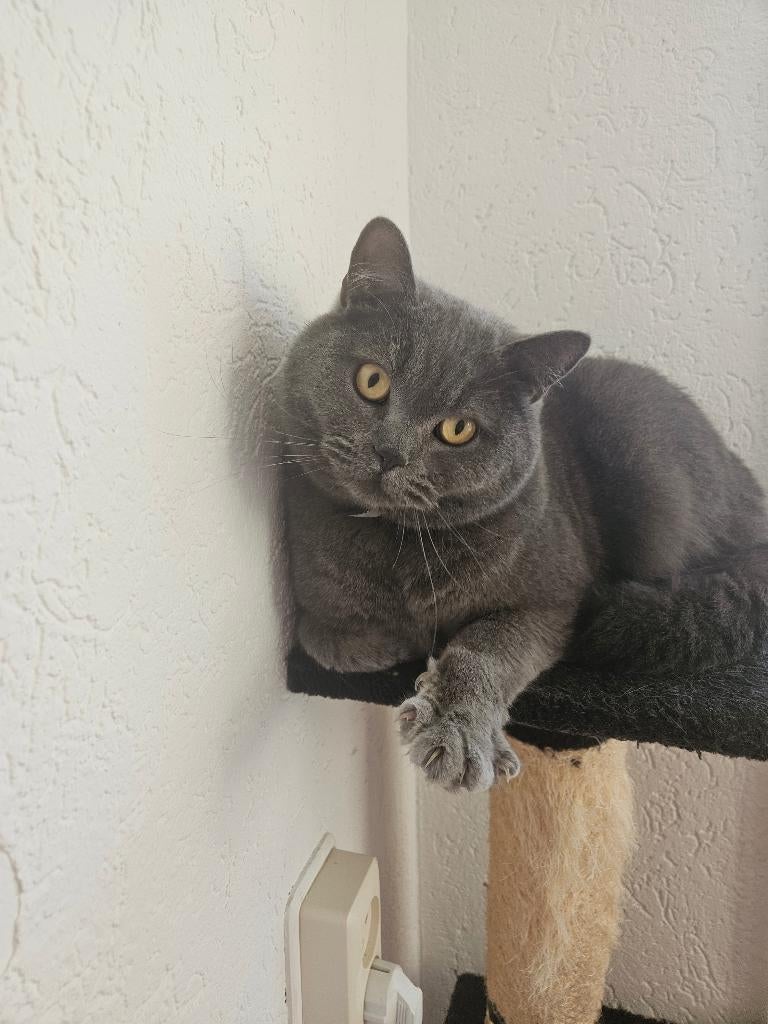 kat, Geslacht onbekend, Gechipt, 3 tot 5 jaar
