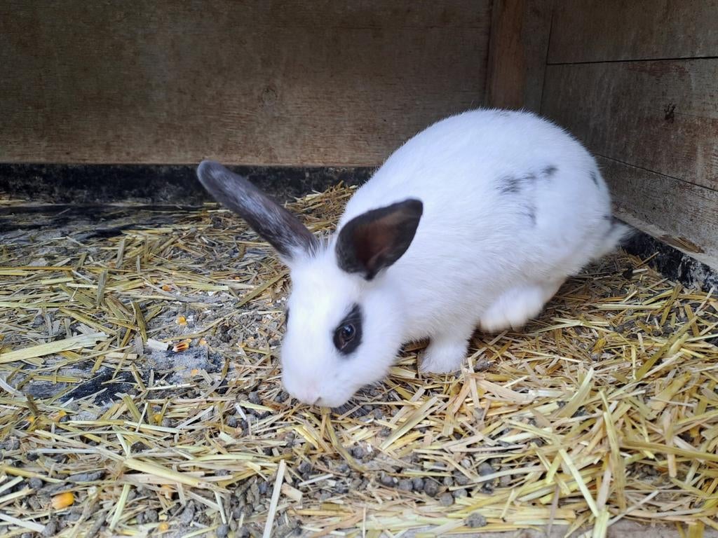 Jonge Konijnen lotharinger x hollander, Dieren en Toebehoren, Konijnen, Meerdere dieren, Middelgroot, 0 tot 2 jaar