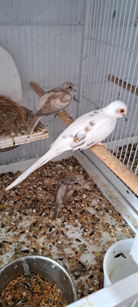 Ook diamand duifjes ruilen, Mannelijk