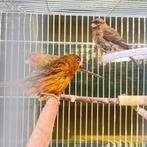 Het betreft een Tibrato-soort; de jongen zijn 2 maanden oud,, Vrouwelijk, Kleurkanarie