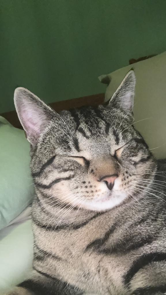 Schattige en lieve kat zoekt een nieuw thuis, 0 tot 2 jaar