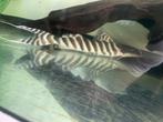 Tigrinus catfish 35 cm, Vis