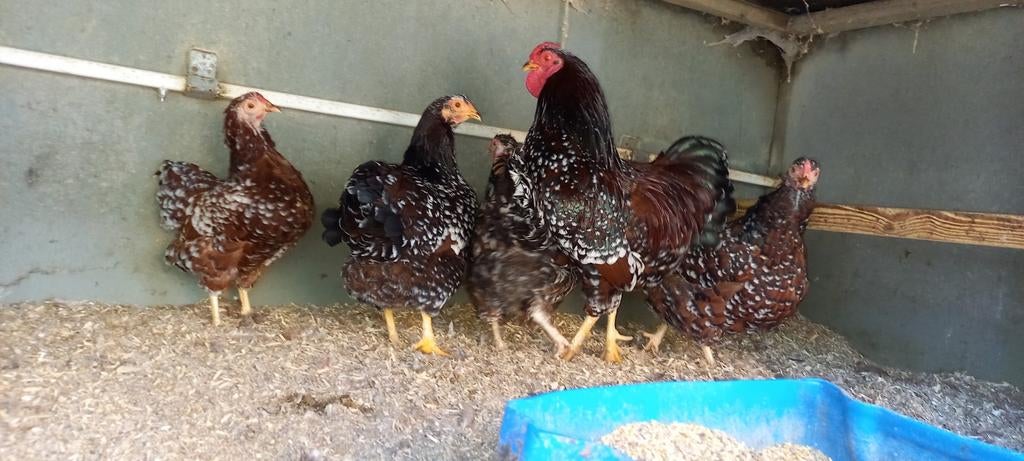 Broedeieren van wyandotte in vele kleuren, Dieren en Toebehoren, Pluimvee, Geslacht onbekend, Kip