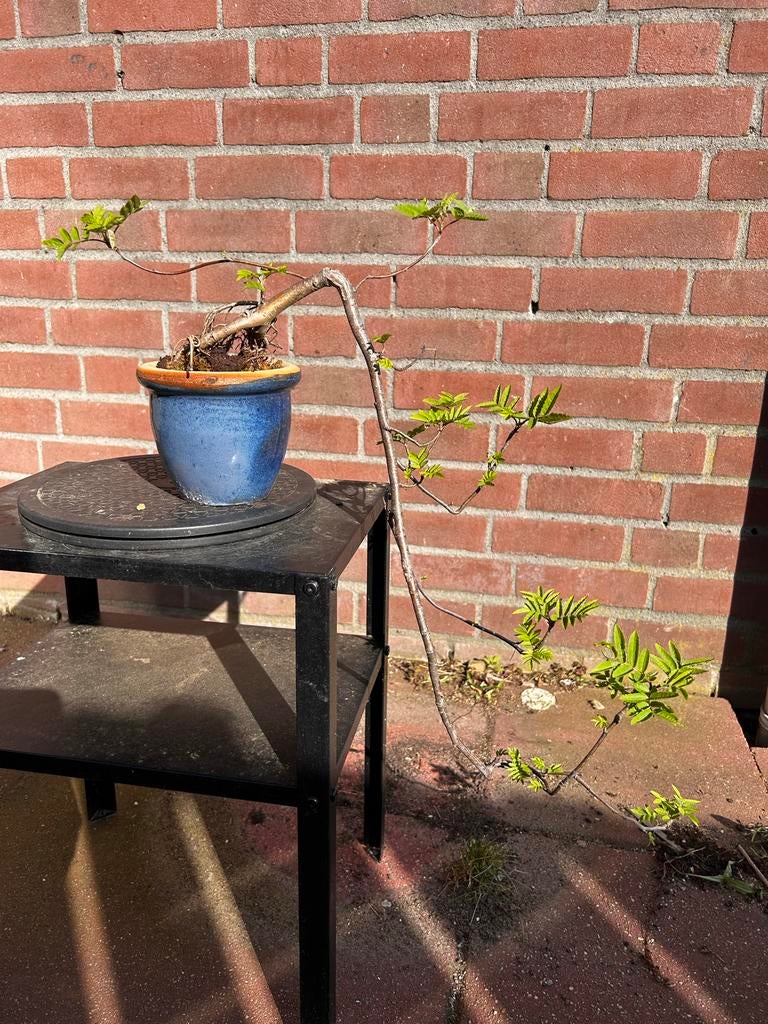 Cascade bonsai, Volle zon, Vaste plant, Bloeit niet, Ophalen