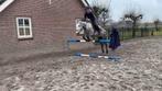 9 jarige hongaarse schimmel merrie d pony, Dieren en Toebehoren, Pony's, Merrie, 7 tot 10 jaar, Recreatiepony, D pony (1.37m tot 1.48m)