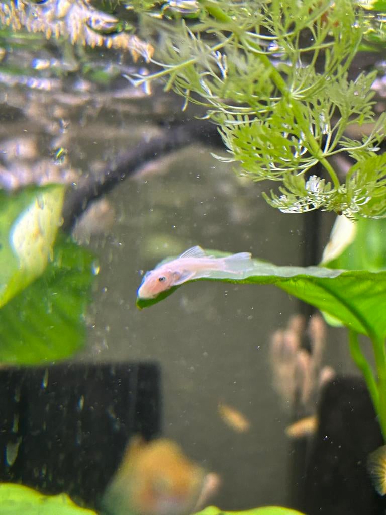 Ancistrus snowwhite korte vin babys, Dieren en Toebehoren, Vis