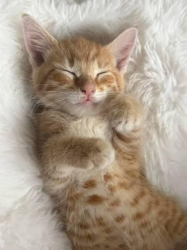 Kitten gezocht omgeving Groningen, Dieren en Toebehoren, Katten en Kittens | Overige Katten, Geslacht onbekend, 0 tot 2 jaar