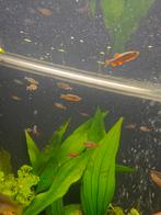 Galaxy rasbora, Dieren en Toebehoren, Vissen | Aquariumvissen, Vis