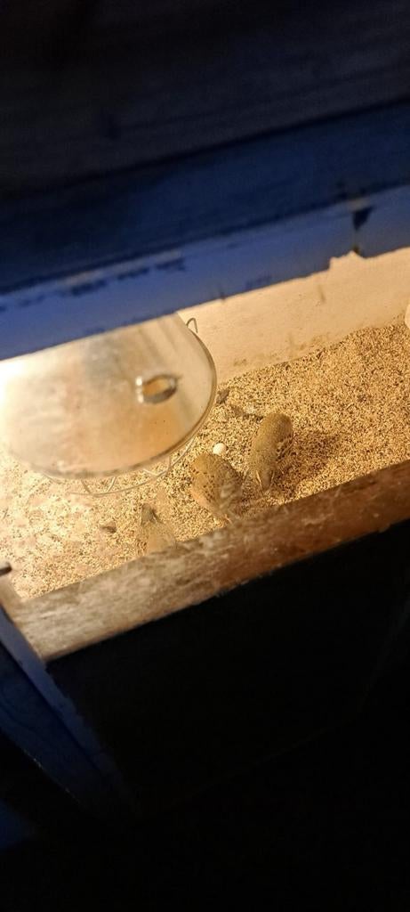 2x Junglebush kwartels IN 1 KOOP, Dieren en Toebehoren, Meerdere dieren