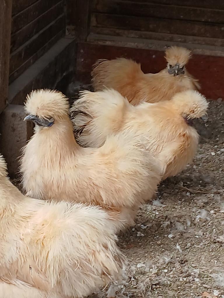 Broedeieren zijdehoen kriel citroen, Dieren en Toebehoren, Geslacht onbekend, Kip