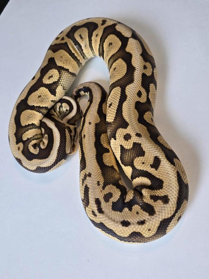 0.1 special pastel TH cryptic dg pied ball python Ball Python - female for sale from martijn