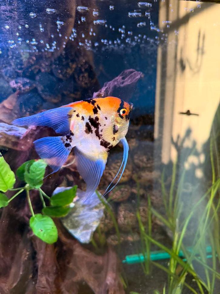 Vissen, Dieren en Toebehoren, Vissen | Aquariumvissen, Vis