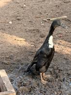 Koppel loopeenden, Dieren en Toebehoren, Eend