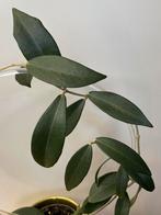 Hoya Globulifera, Huis en Inrichting, Ophalen of Verzenden, Halfschaduw, Minder dan 100 cm