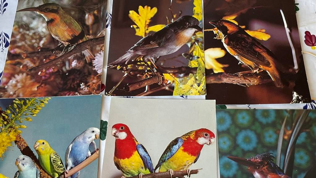 10 Thema kaarten   Vogels, Ophalen of Verzenden, 1980 tot heden, Natuur