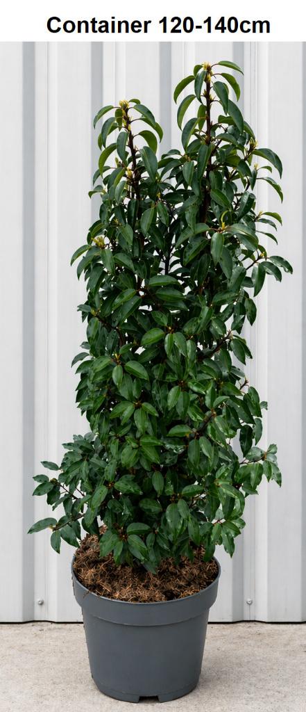 Prunus Lusitanica 'Angustifolia' Container-Portugese Laurier, Tuin en Terras, Ophalen of Verzenden, Lente, Overige soorten, Volle zon