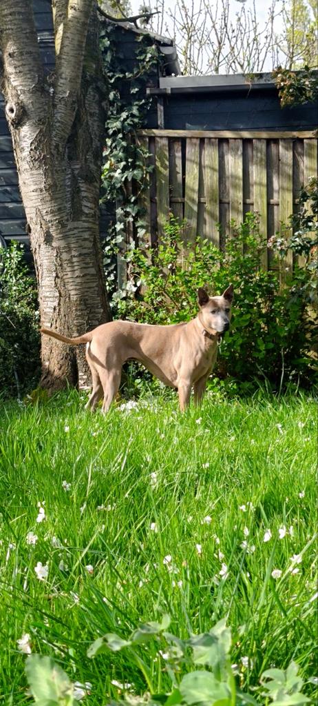 Tehuis gezocht, Thaise Ridgeback, teef, 5 jaar met stamboom, Dieren en Toebehoren, Honden | Herdershonden en Veedrijvers, Particulier