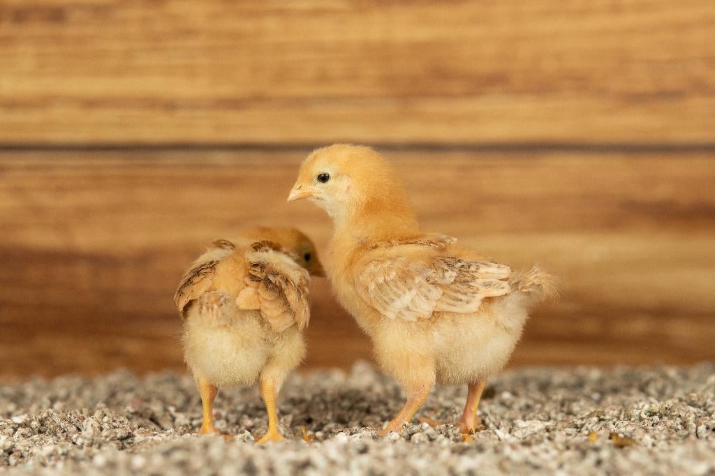 New Hampshire groot kippen kuikens | Gesekst en Ingeënt, Vrouwelijk, Kip