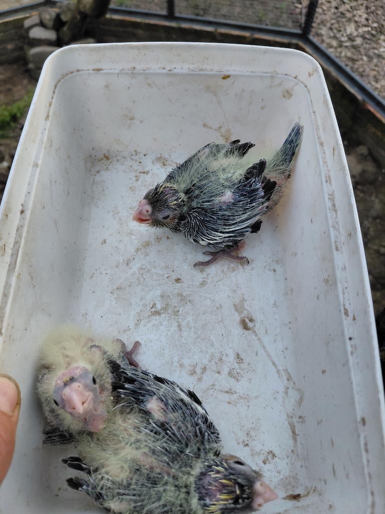 Valkparkieten, Dieren en Toebehoren, Vogels | Parkieten en Papegaaien, Geslacht onbekend, Parkiet, Geringd