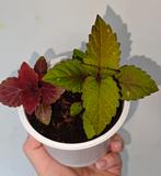 Coleus zaailingen, Ophalen, Halfschaduw, Minder dan 100 cm