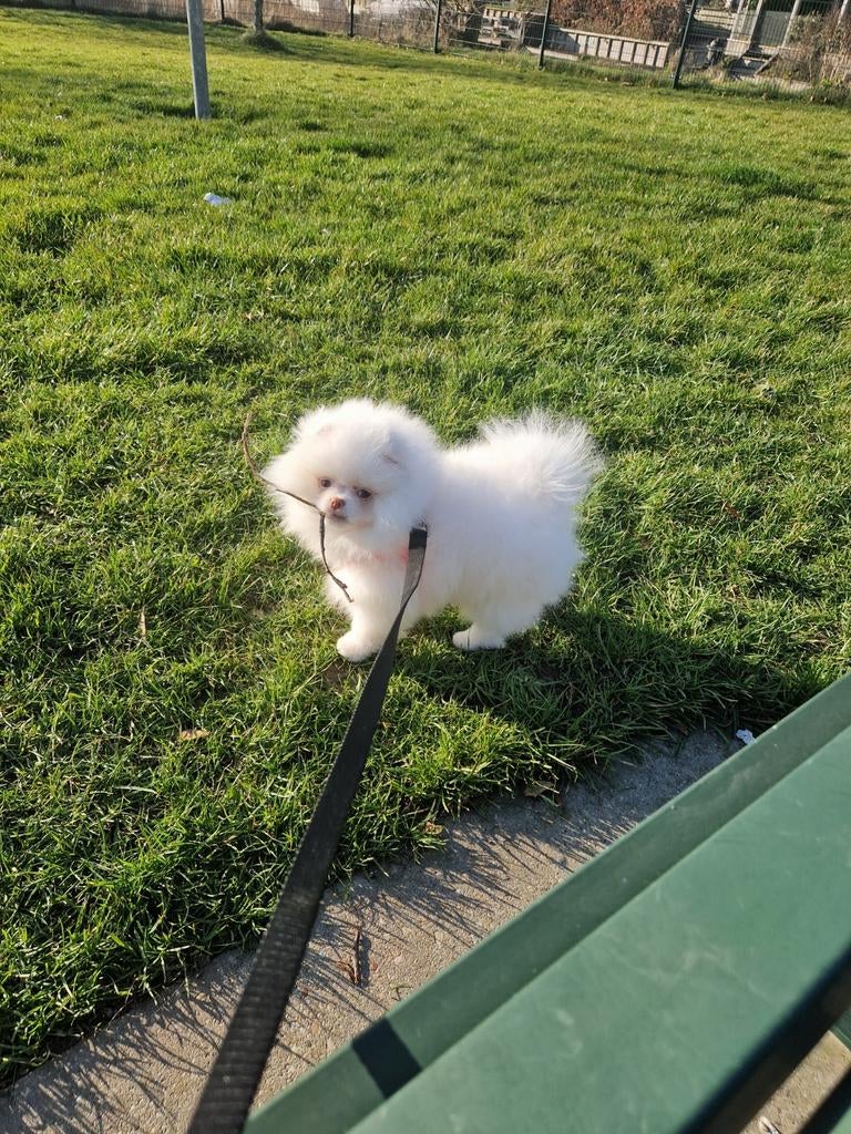 Prachtige Witte Pomeranian/Dwergkees/Pomeriaan pup, Dieren en Toebehoren, Honden | Poolhonden, Keeshonden en Oertypen, Keeshond