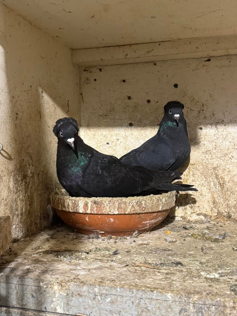 Hoogvligers, Dieren en Toebehoren