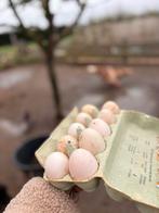 Broedeieren eenden – kuif- en Saksische eend, vers geraapt, Dieren en Toebehoren, Pluimvee, Geslacht onbekend, Eend