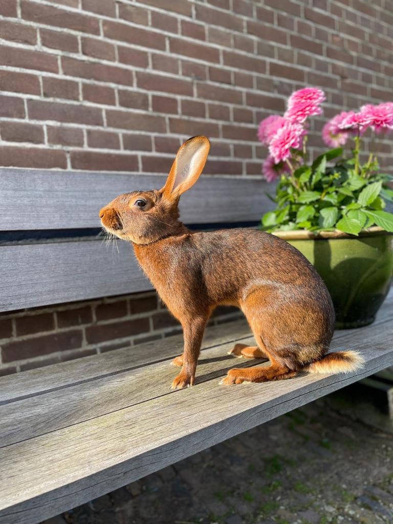 De mooiste belgische hazen!, Dieren en Toebehoren, Meerdere dieren, Dwerg